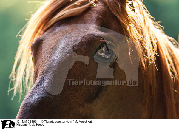 Hispano Arab Horse / MM-01160