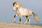 trotting Hispano Arab Horse