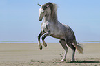 rising Hispano Arab Horse