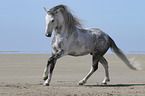 galloping Hispano Arab Horse