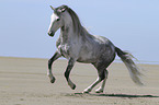 galloping Hispano Arab