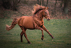 Hispano Arab Horse