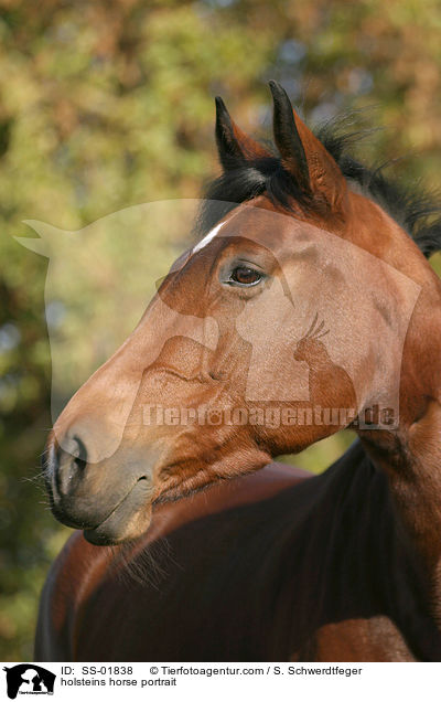 Holsteiner Portrait / holsteins horse portrait / SS-01838