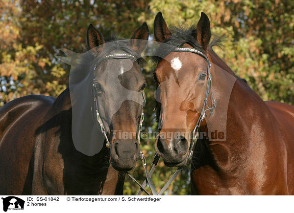 Russisches Vollblut und Holsteiner / 2 horses / SS-01842