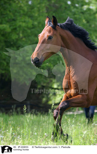 Holsteiner im Galopp / running horse / IP-00653