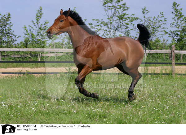 Holsteiner im Galopp / running horse / IP-00654