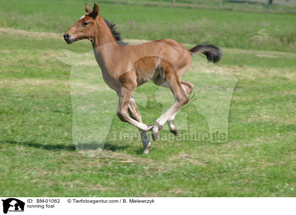 running foal / BM-01062