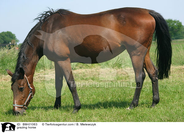 grasendes Pferd / grazing horse / BM-01063