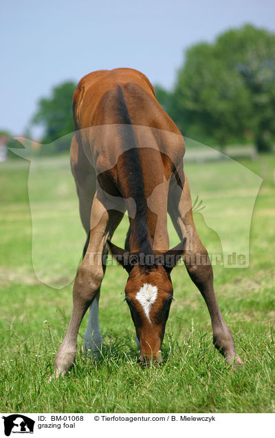grasendes Fohlen / grazing foal / BM-01068