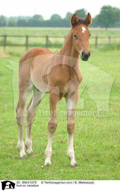Holsteiner Fohlen / foal on meadow / BM-01075