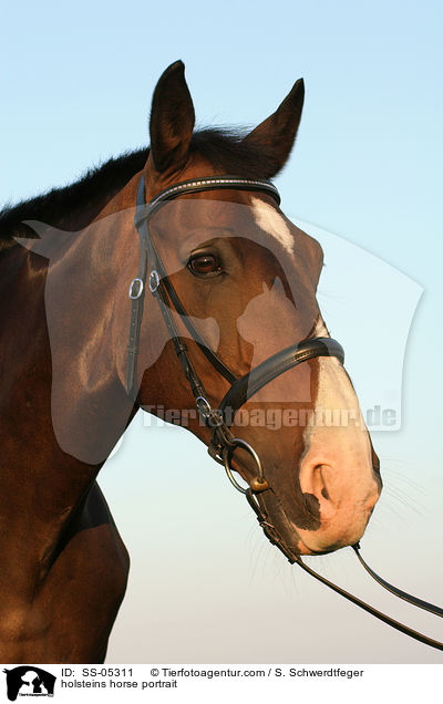 Holsteiner Portrait / holsteins horse portrait / SS-05311