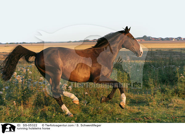 galoppierender Holsteiner / running holsteins horse / SS-05322