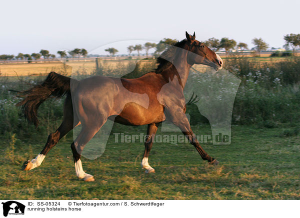 galoppierender Holsteiner / running holsteins horse / SS-05324