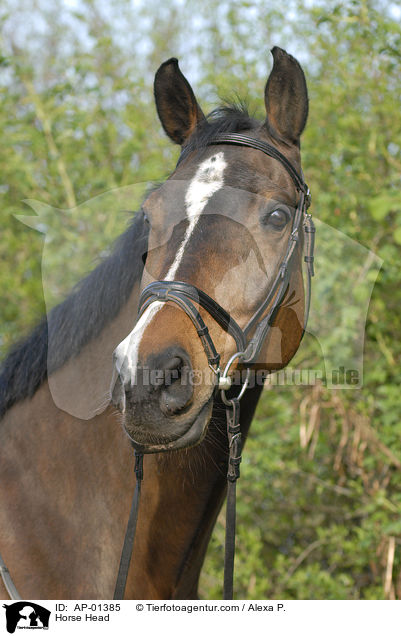 Holsteiner Portrait / Horse Head / AP-01385