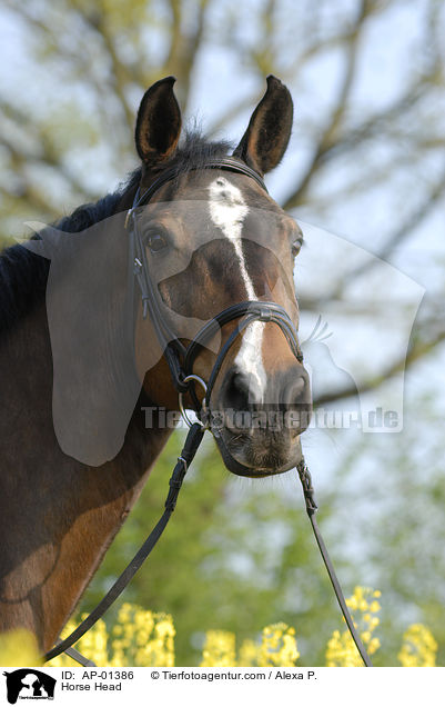 Holsteiner Portrait / Horse Head / AP-01386