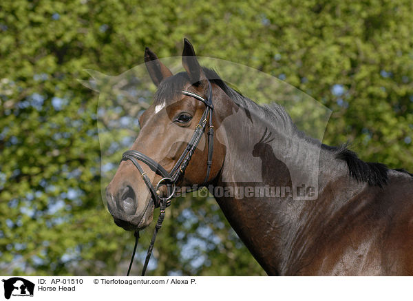Holsteiner Portrait / Horse Head / AP-01510