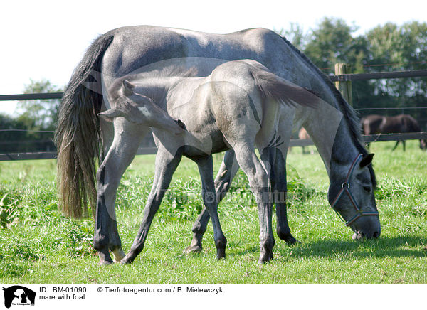 Holsteiner Stute mit Fohlen / mare with foal / BM-01090
