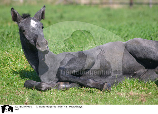 Holsteiner Fohlen / foal / BM-01099