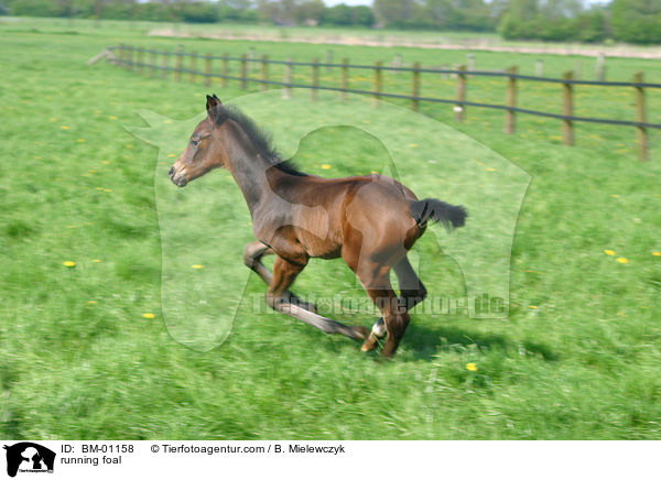 Holsteiner Fohlen / running foal / BM-01158