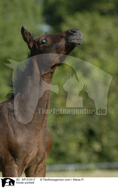 Holsteiner Portrait / horse portrait / AP-01617