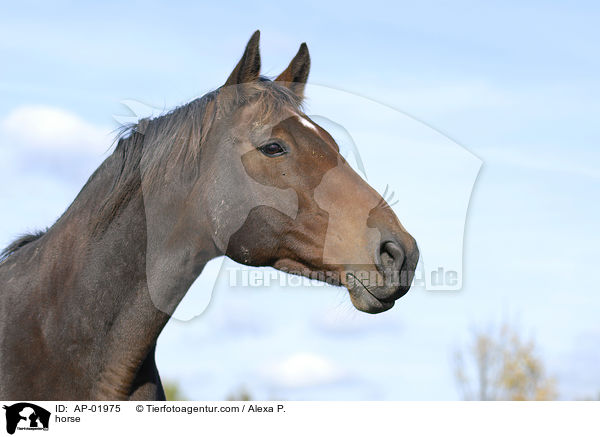 Holsteiner / horse / AP-01975