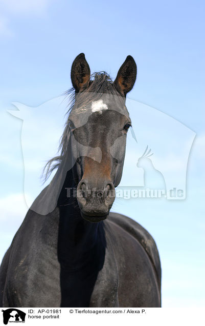 Holsteiner Portrait / horse portrait / AP-01981