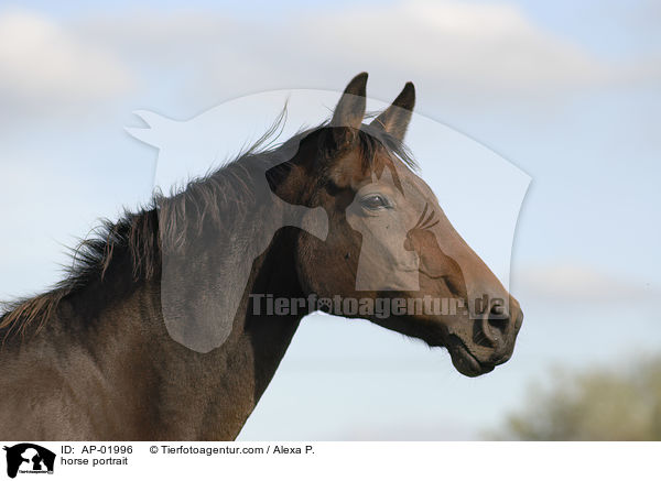 Holsteiner Portrait / horse portrait / AP-01996