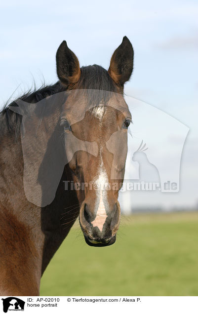 Holsteiner Portrait / horse portrait / AP-02010