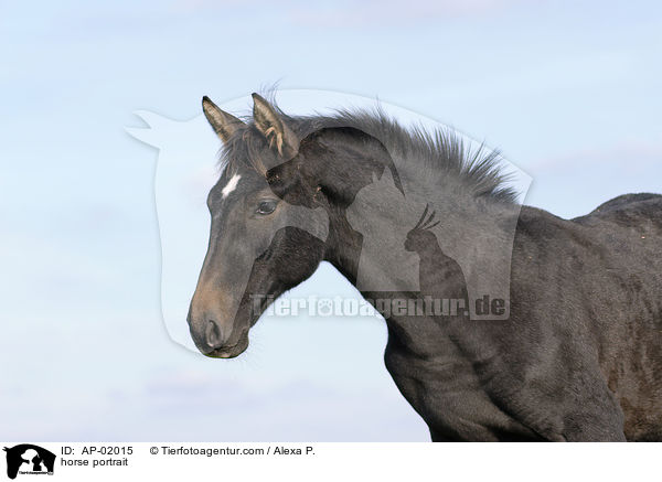 horse portrait / AP-02015