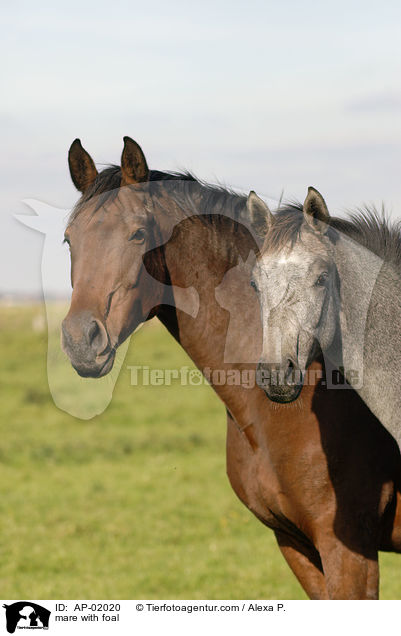 mare with foal / AP-02020