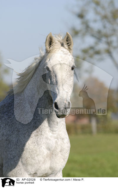 Holsteiner Portrait / horse portrait / AP-02028