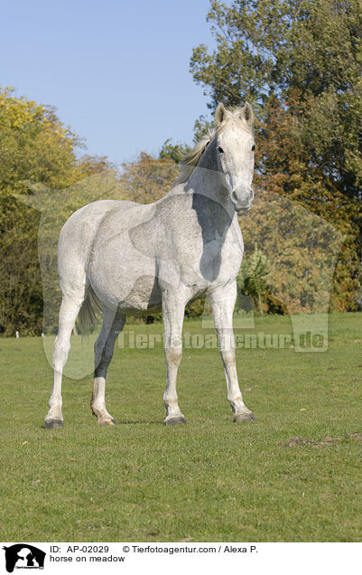Holsteiner auf der Weide / horse on meadow / AP-02029