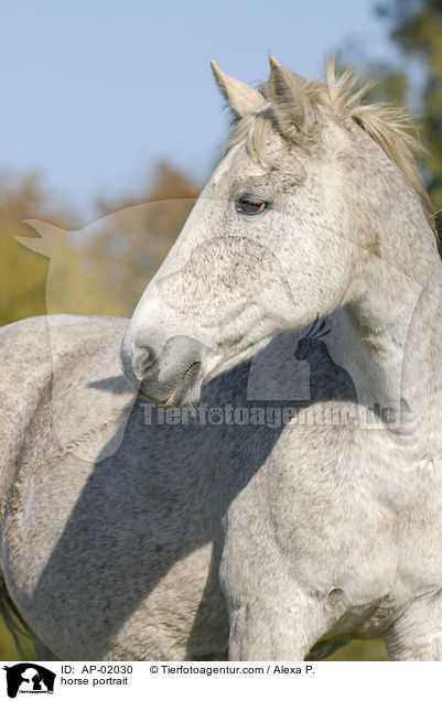 horse portrait / AP-02030