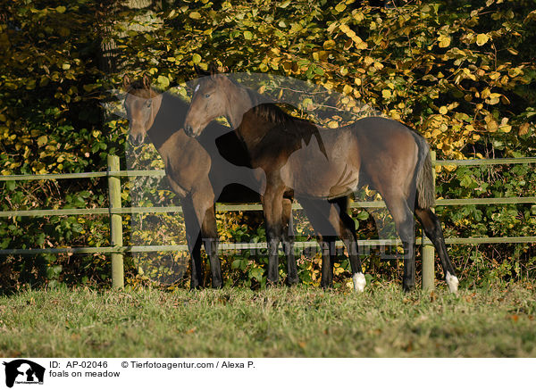 Fohlen auf der Weide / foals on meadow / AP-02046