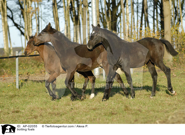 trabende Fohlen / trotting foals / AP-02055