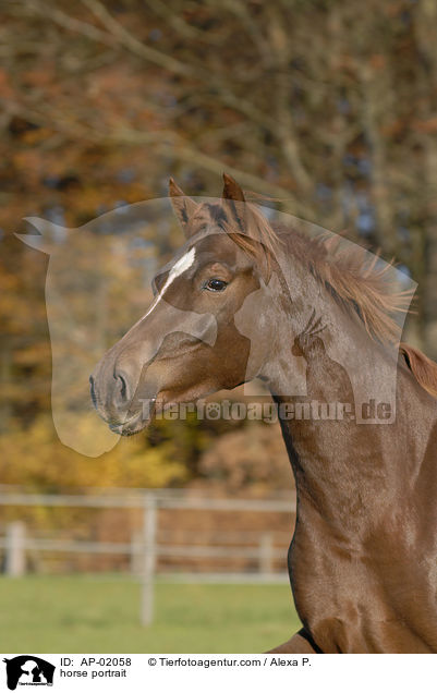 Holsteiner portrait / horse portrait / AP-02058