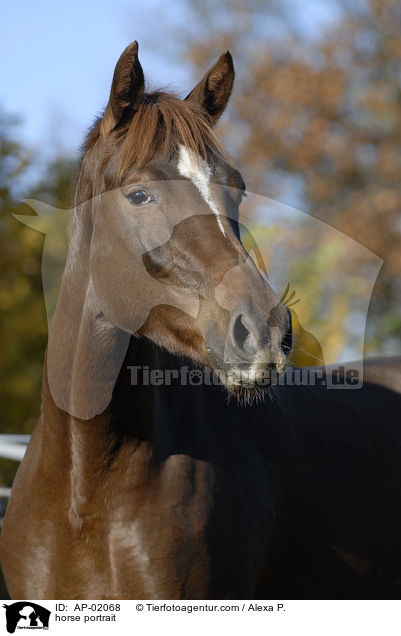 horse portrait / AP-02068