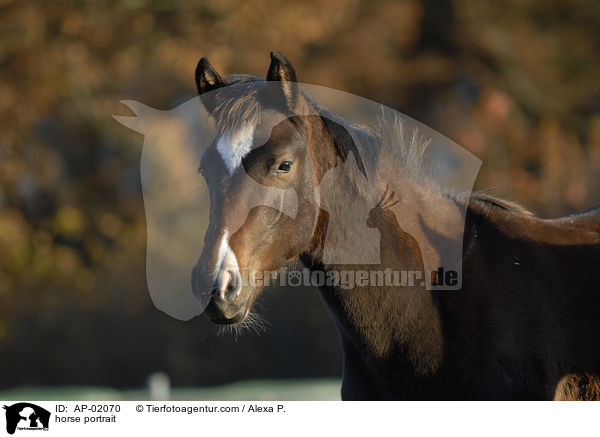 Holsteiner portrait / horse portrait / AP-02070