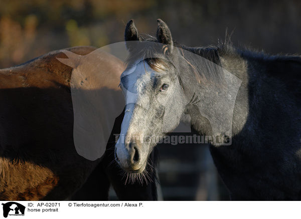 Holsteiner portrait / horse portrait / AP-02071