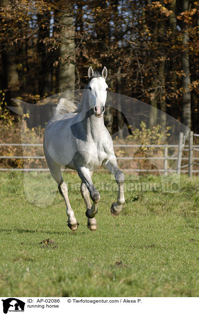 rennender Holsteiner / running horse / AP-02086