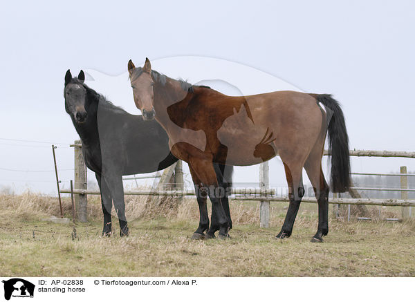 stehendes Pferd / standing horse / AP-02838