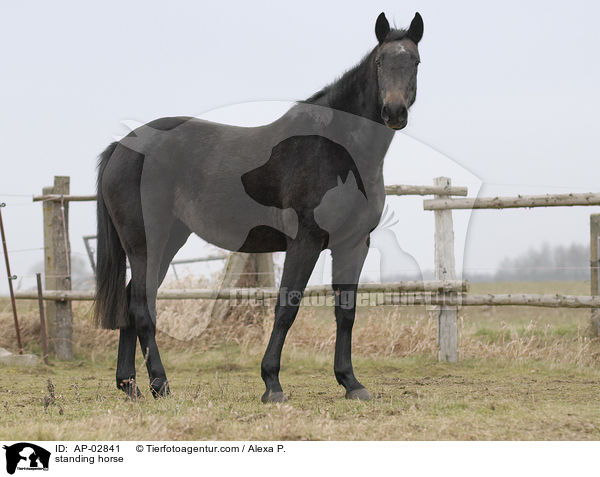 stehendes Pferd / standing horse / AP-02841