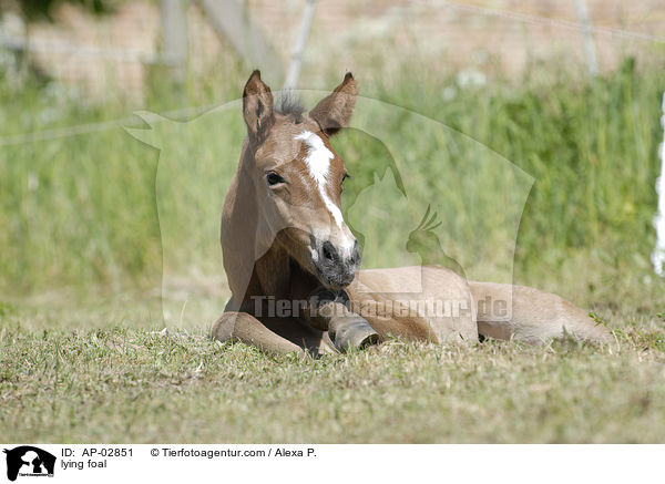 liegendes Fohlen / lying foal / AP-02851