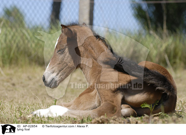 liegendes Fohlen / lying foal / AP-02854
