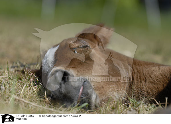 liegendes Fohlen / lying foal / AP-02857