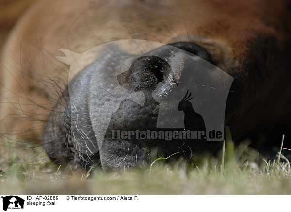 sleeping foal / AP-02869