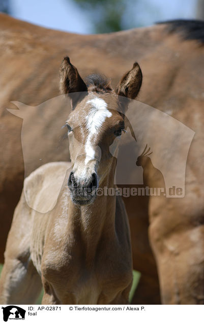 Holsteiner Fohlen / foal / AP-02871