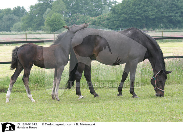 Holsteiner / Holstein Horse / BM-01343