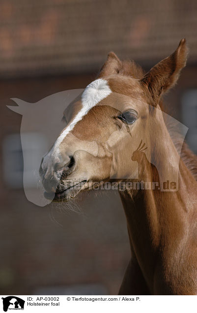 Holsteiner Fohlen / Holsteiner foal / AP-03002