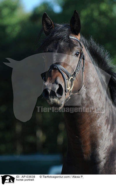 Holsteiner Portrait / horse portrait / AP-03638
